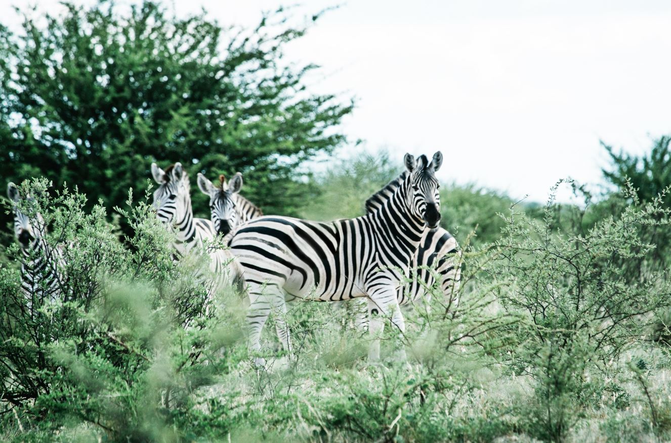 South Africa Environmentalism