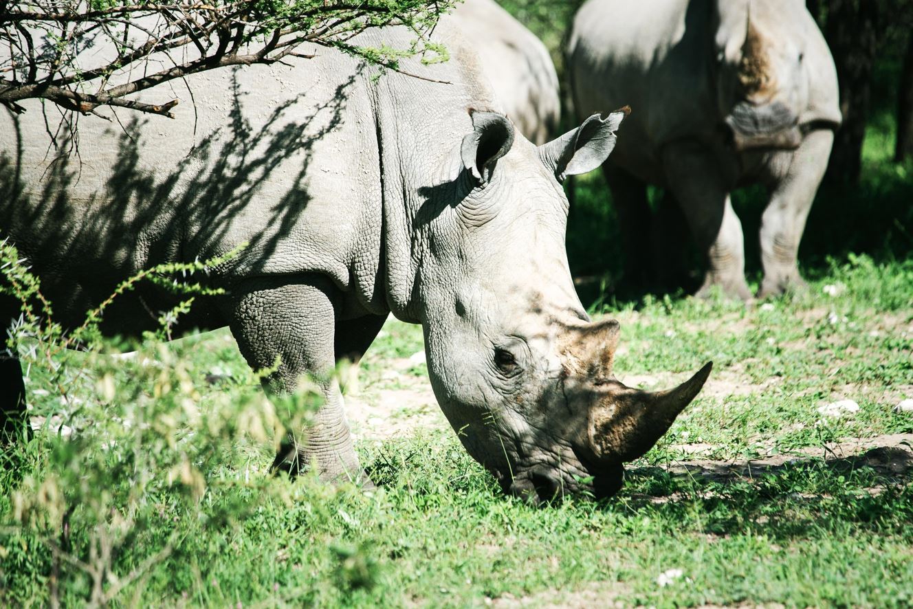 Protecting South African Wildlife